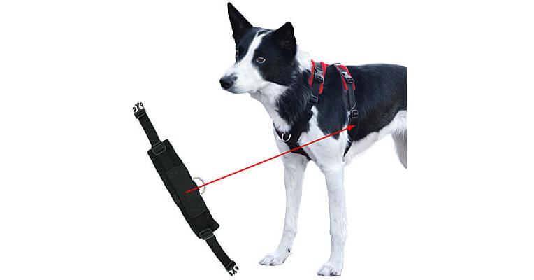 One world one leash 2024 harness